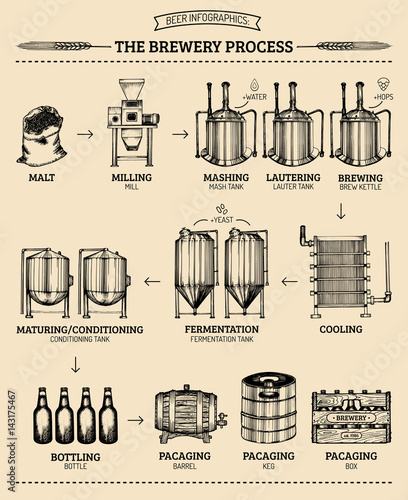 Vector beer infographics with illustrations of brewery process. Ale producing design. Lager production sketched scheme.