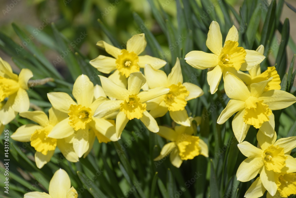 Spring flowering bulb plants in the flowerbed. Flowers daffodil yellow Spring flowering bulb plants in the flowerbed. Flowers daffodil yellow