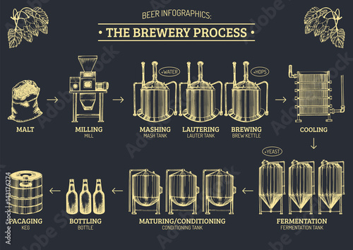 Vector beer infographics with illustrations of brewery process. Ale producing design. Lager production sketched scheme.