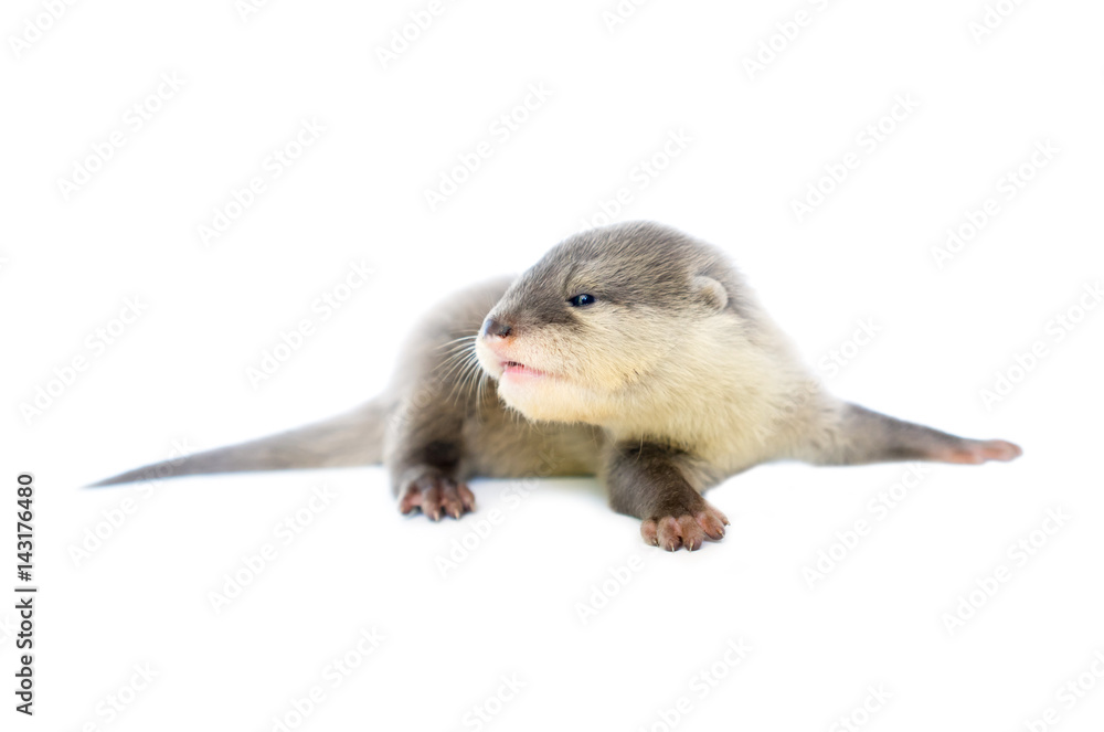 baby otter baby otter