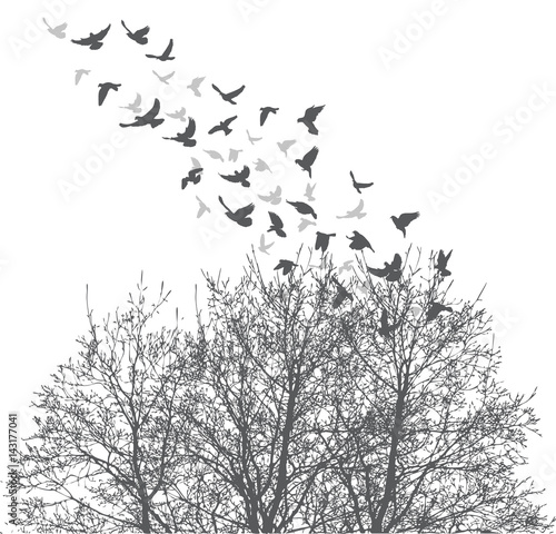 Silhouette flying birds © zolotons