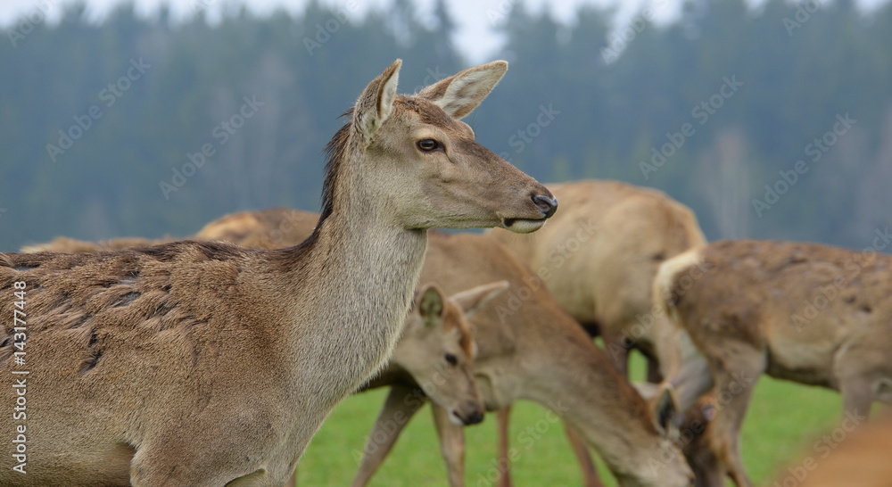 Fototapeta premium Frühling im Rehrudel, weibliches Rotwild im Profil