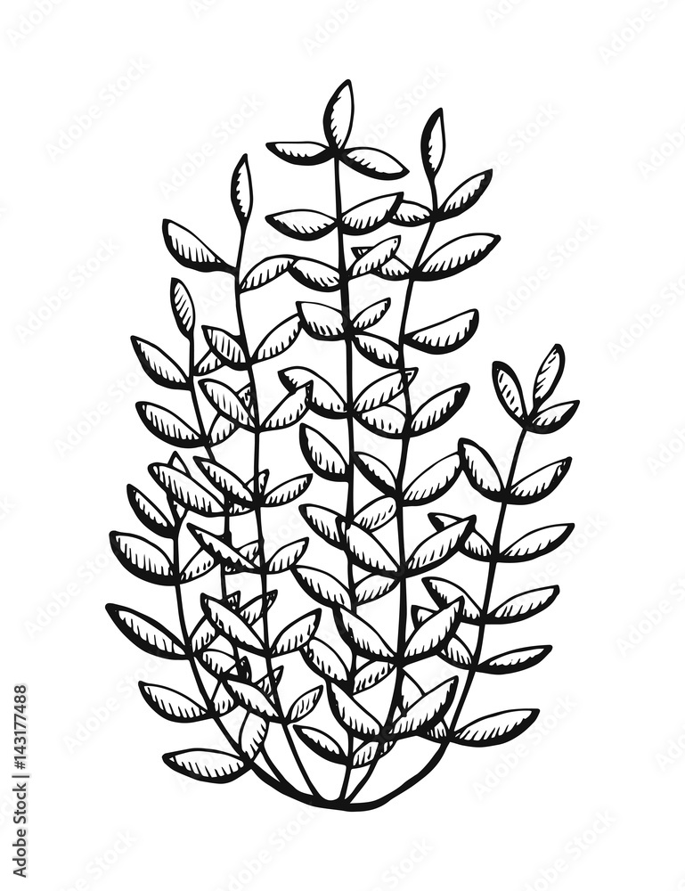 Hand drawn shrubs download | Plant sketches, Landscape markers, Plant  drawing