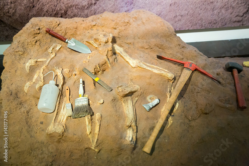 Skeleton and archaeological tools around. photo