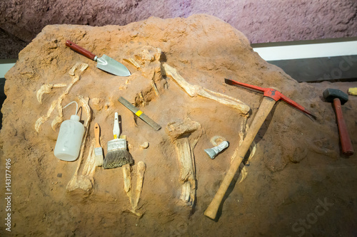 Valokuva Skeleton and archaeological tools around.
