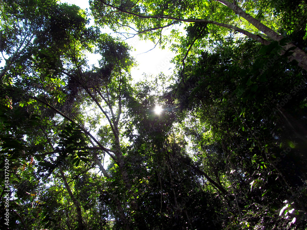 Fototapeta premium Forest trees