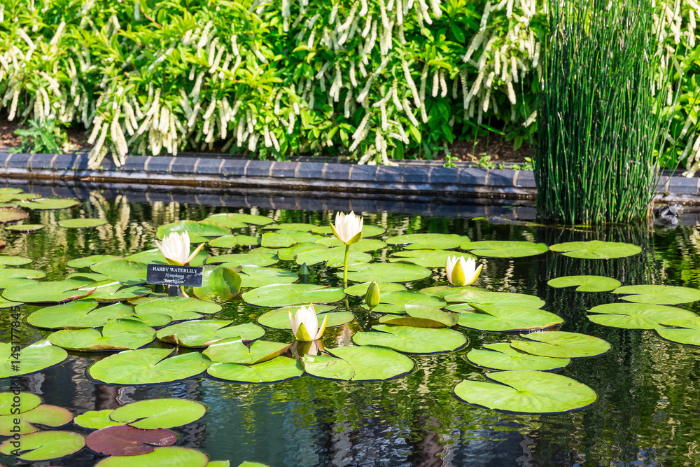 Reservoir with lilies in botanical garden Reservoir with lilies in botanical garden