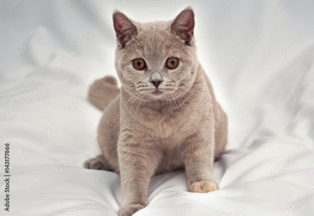 Gray kitten is a British Shorthair breed