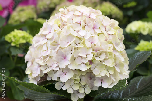 Cap from it is white pink colors, in a greens environment © igorgeiger