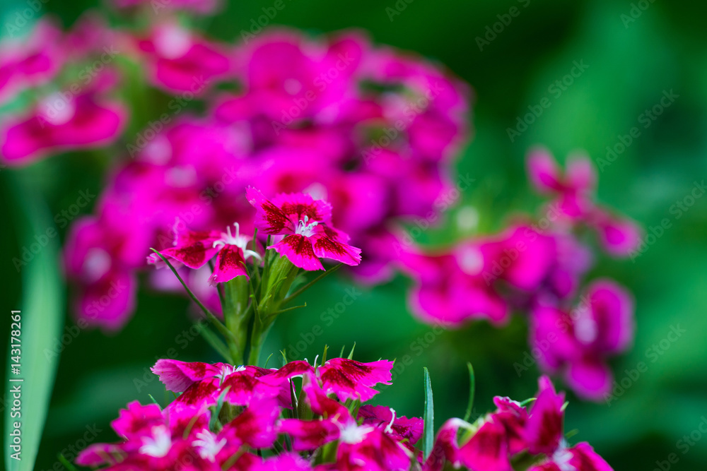 Obraz premium colorful mountain flowers in spring