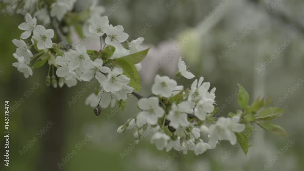 Herzgirlande am Blütenbaum, Frühling und Liebe Herzgirlande am Blütenbaum, Frühling und Liebe