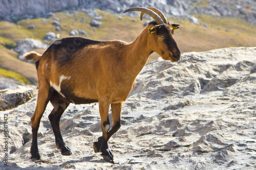 Wild female goat  Capra aegagrus  going at the mountains  on daytime  Cantabria  National Park Picos de Europa  Spain