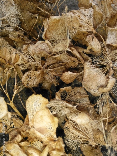 Dead leaf skeletons photo