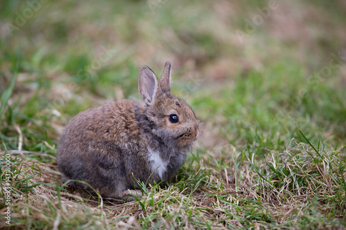 Gray, decorative, small furry rabbit on the grass © serikbaib