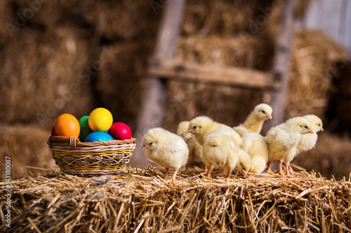 Canvas Print Yellow chickens on a haystack,Little Yellow Chickens,Little sleepy newborn yello
