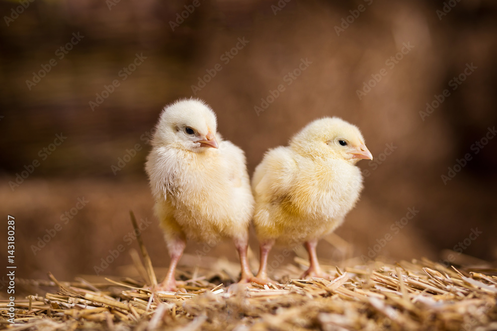 Naklejka premium Yellow chickens on a haystack,Little Yellow Chickens,Little sleepy newborn yellow chickens in nest,newborn chickens in hay nest with egg,chicken with Easter eggs