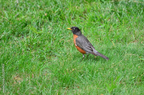 Robin wades through grass in search of food