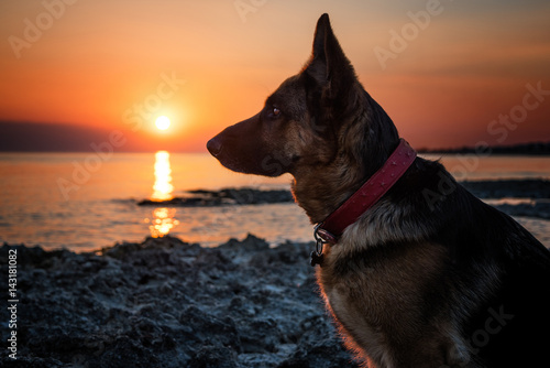 dog and sunset © Daniele Depascale
