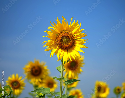 Sunflowers field  summer nature background  countryside landscape.