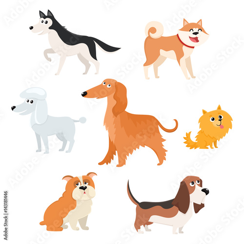 Cute dog characters of various breeds - poodle  husky  spitz  basset  bulldog  afghan hound  akita inu  cartoon vector illustration isolated on white background. Set of dog breed  characters