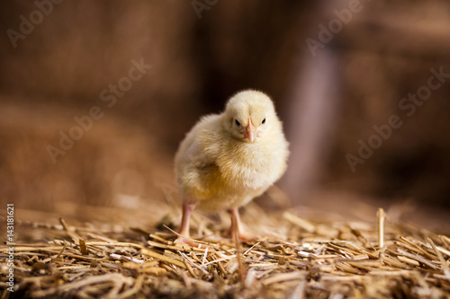 Yellow chickens on a haystack,Little Yellow Chickens,Little sleepy newborn yellow chickens in nest,newborn chickens in hay nest with egg,chicken with Easter eggs
