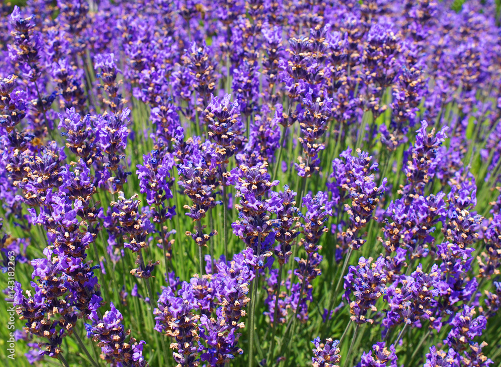 Lavendel