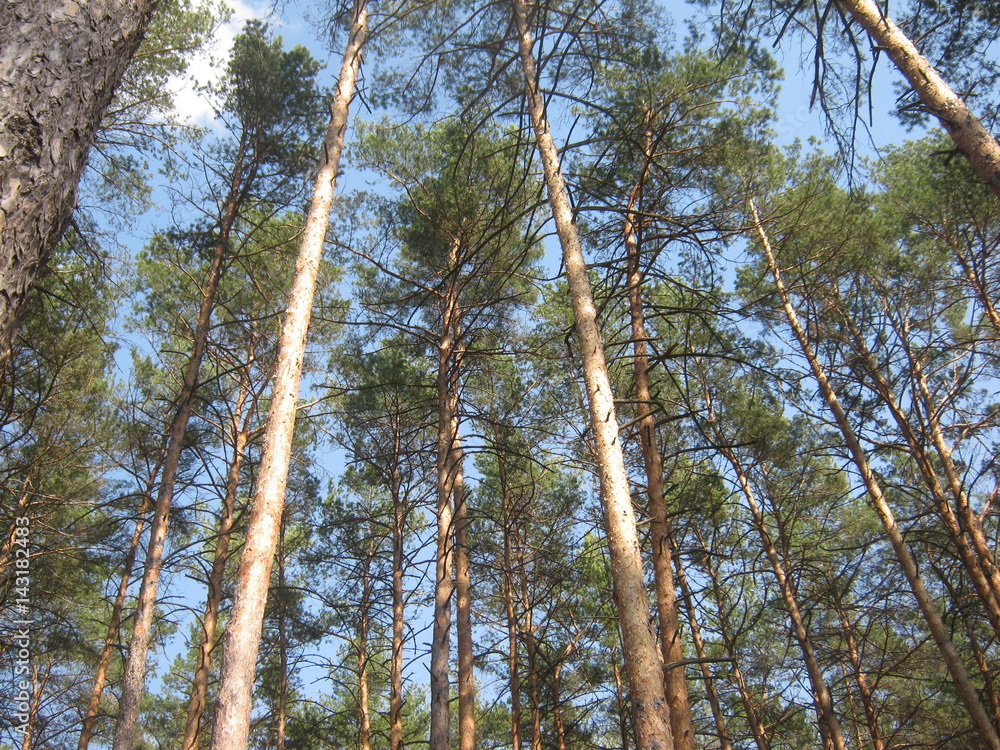 Fototapeta premium Beautiful forest in the sunny day