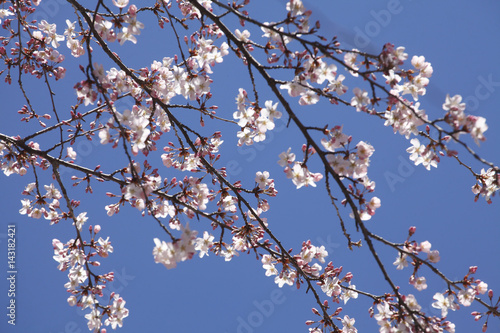 Kirschblüten auf Baumzweigen