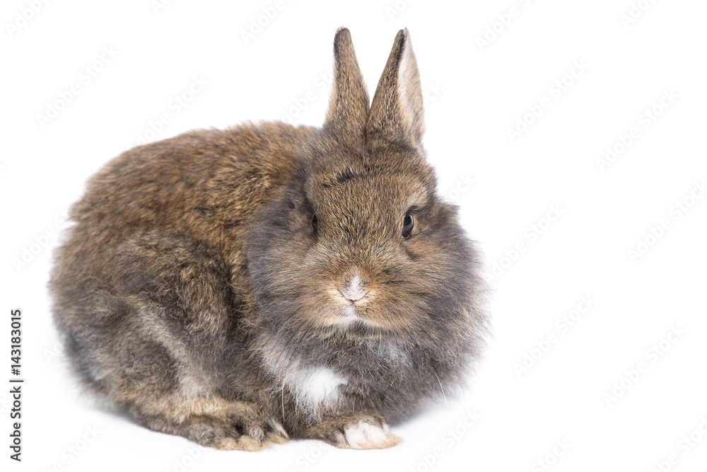 Gray, decorative, small furry rabbit on a white background Gray, decorative, small furry rabbit on a white background