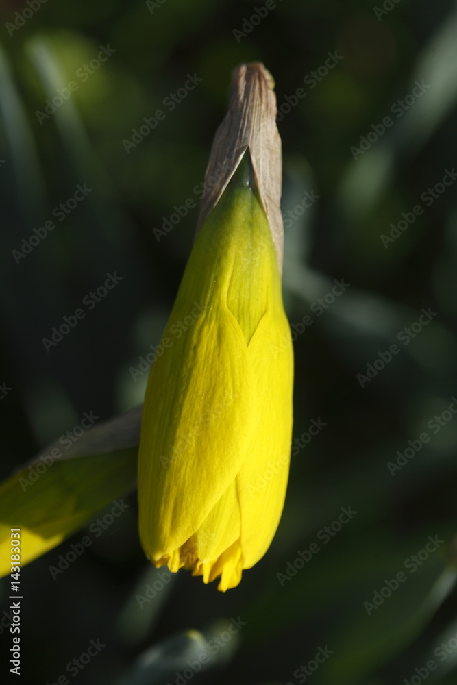 Narzissenblüte (Narcissus Pseudonarcissus) Narzissenblüte (Narcissus Pseudonarcissus)