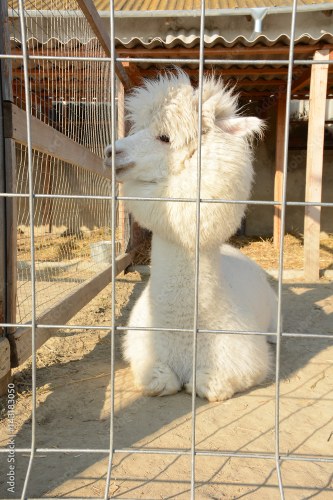 Obraz premium White and fluffy alpaca in a cage