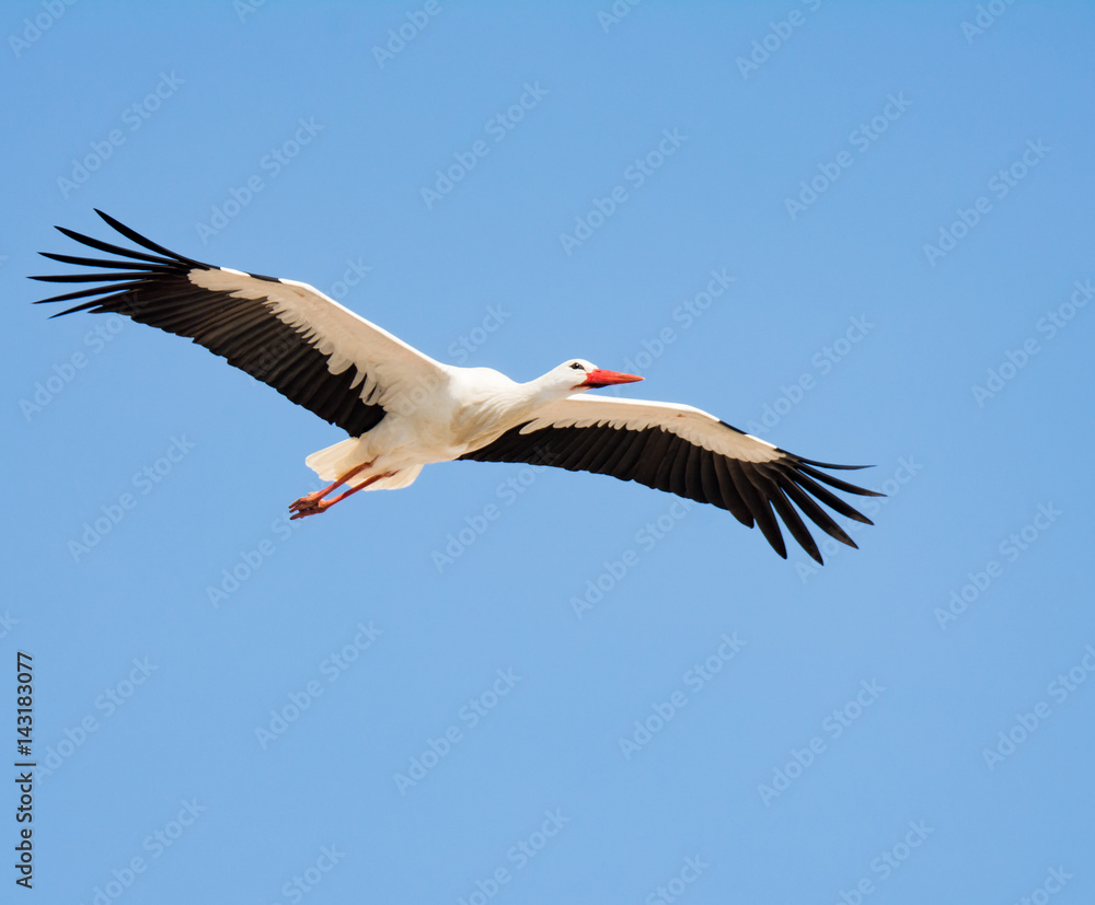 Flying white stork with blue sky