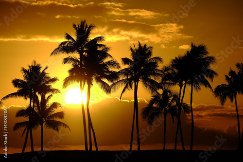 Tropical Palm Trees Silhouette Sunset or Sunrise © Lane Erickson