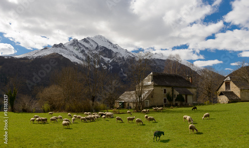 Herd of sheep in the meadow, barn at background, Pyrenees