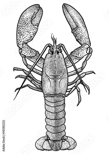 Lobster illustration, drawing, engraving, ink, line art, vector