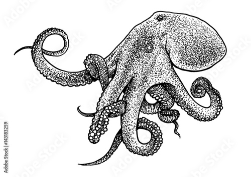 Octopus illustration, drawing, engraving, ink, line art, vector