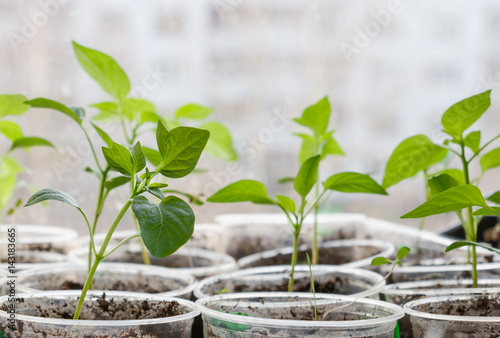 Small plants sprouting from seed on blurred urban background photo