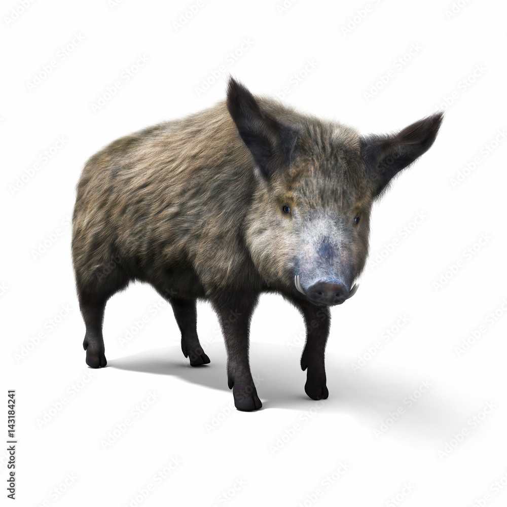 Wild boar isolated on a white background. 3d rendering Wild boar isolated on a white background. 3d rendering