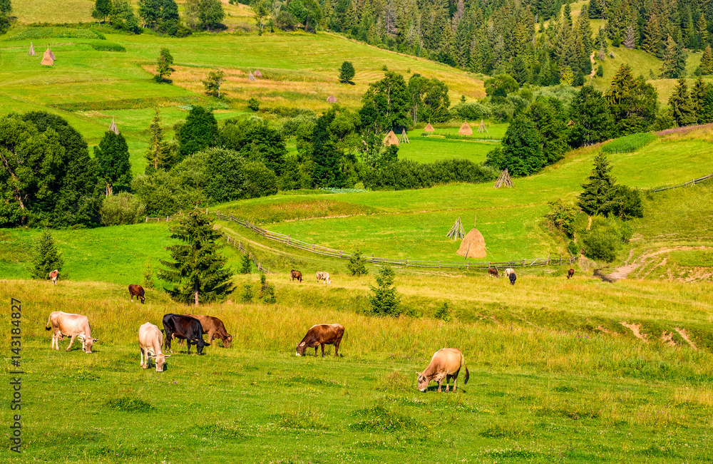 Obraz premium few cows grazing on hillside meadow