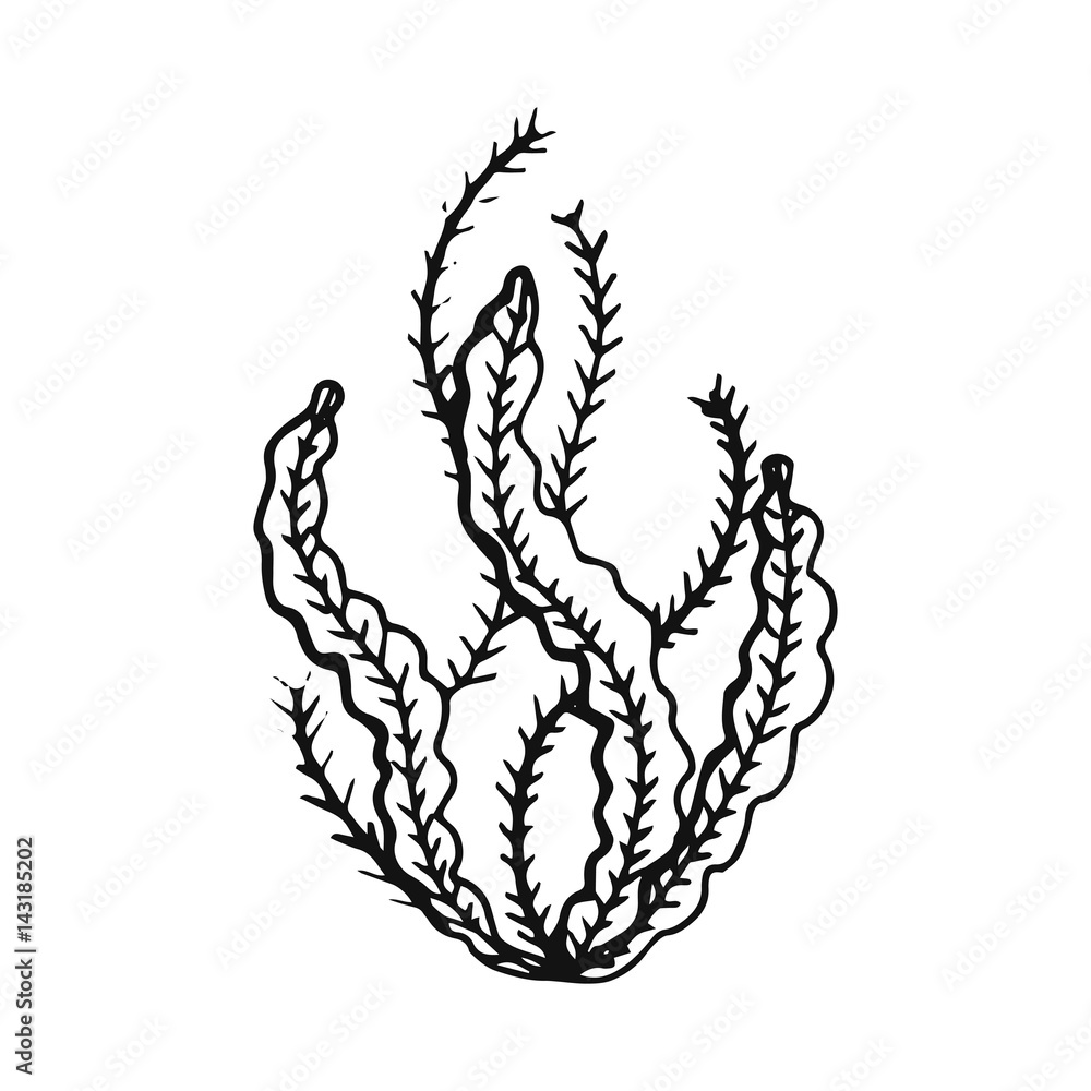 Obraz premium Algae vector hand drawing