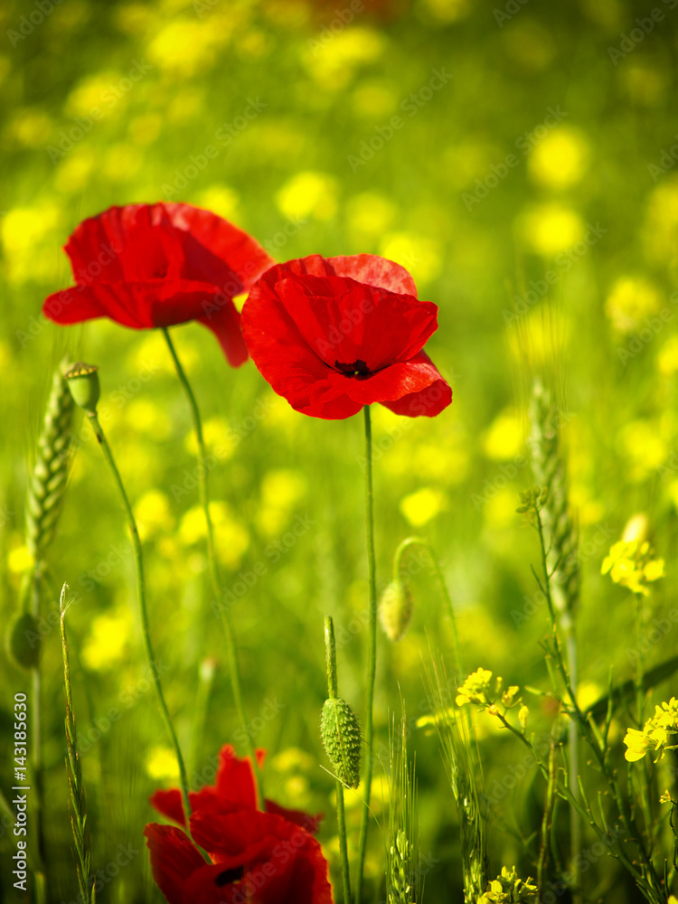 Naklejka premium red poppy