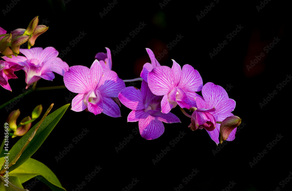 Orchids flowers Orchids flowers