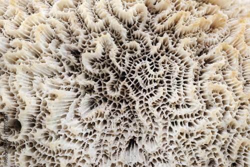 Coral / View of white coral, use as background.
