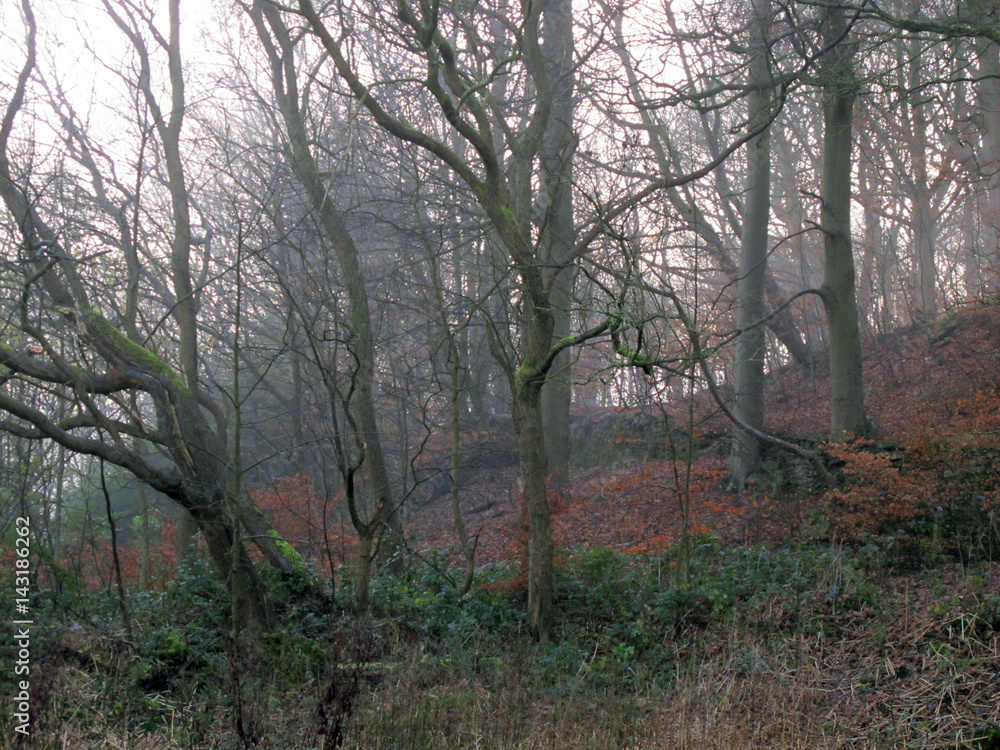 Naklejka premium Autumn beech woodland collection