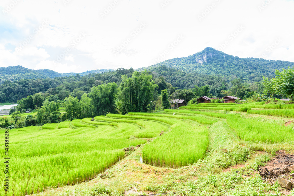 Green rice field terrece in Chiangmai, Thailand