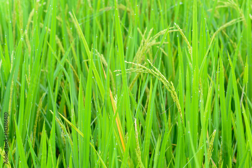 Closeup of rice plant