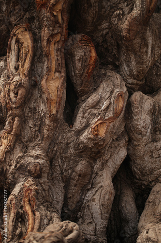 tree bark - detail