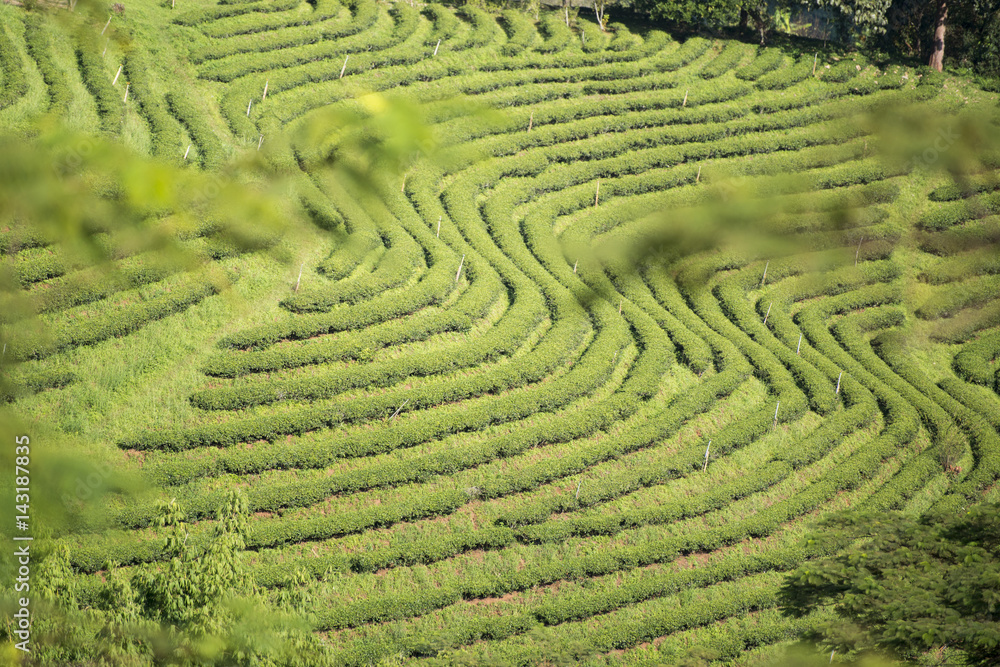 THAILAND CHIANG RAI MAE SALONG TEA PLANTATION THAILAND CHIANG RAI MAE SALONG TEA PLANTATION