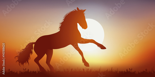Cheval - cabré - liberté - Coucher de soleil