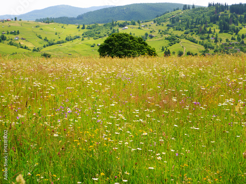 Summer flowering meadow in Carpathians
